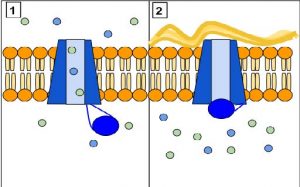 Diagram of normal and malfunctioning secretory glands. 