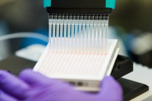 An image of a researcher using a 16 nozzle pipette on a microwell plate for high throughput screening.