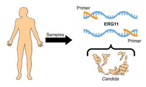 Illustration of human body with arrow that says samples going to illustration of ERG 11 primer and illustration of candida.