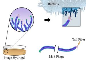 Diagram showing the phage hydrogel attaching to bacteria. Diagram also depicts an M13 phage being cut.