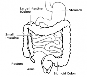 Diagram of GI including stomach, large intestine (colon), small intestine, sigmoid colon, rectum, anus