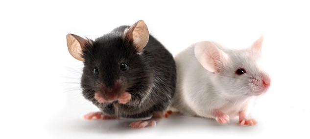 Muller Mice - Research & Innovation