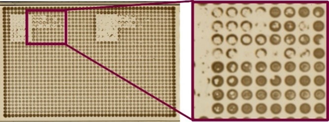 An image of a Micro-Plaque Assay. There are many small cells on a plate, with a box magnifying a small section of the plate in which cells are both filled and unfilled.